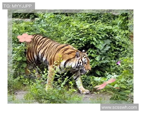 巴林虎与华南虎的生存之争探秘与保护现状分析